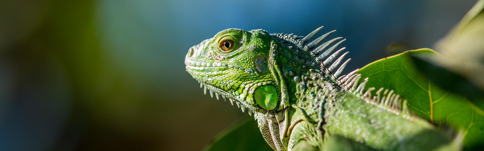 An iguana sitting in a forest.