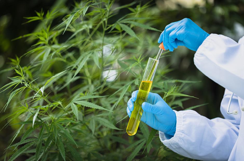 Scientist Analyzing and researching hemp oil extracts, Concept of herbal alternative medicine, cbd hemp oil, pharmaceptical industry.
