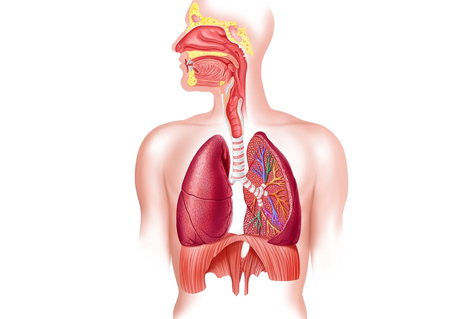Human full respiratory system cross section